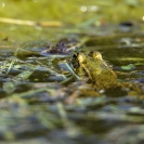 Granotes i gafarró_7