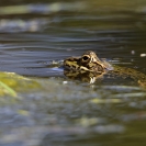 Granotes i gafarró_8