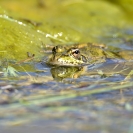 Granotes i gafarró_9