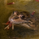 Granotes Loxarel 2016