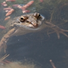 Granotes Loxarel 2016