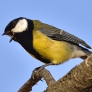 Mallerenga carbonera