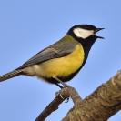 Mallerenga carbonera_2