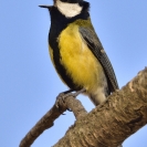 Mallerenga carbonera_3