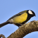 Mallerenga carbonera_4