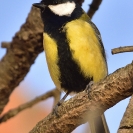 Mallerenga carbonera_5