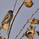 Ocells Camí de la Bleda_1