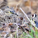 Ocells al camí de la Bleda