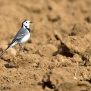 Ocells al camí de la Bleda