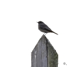 Ocells Camí de la Bleda_4