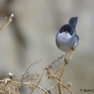 Ocells Camí de la Bleda_5