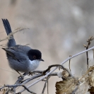 Ocells Camí de la Bleda_6