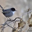 Ocells Camí de la Bleda_7