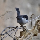 Ocells Camí de la Bleda_8