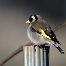 Ocells Camí de la Bleda_10