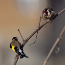 Ocells en un matí fred