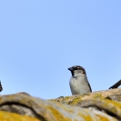 Ocells Camí de la Bleda_13