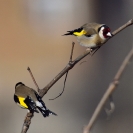 Ocells Camí de la Bleda_14