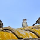 Ocells Camí de la Bleda_1