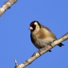 Ocells Camí de la Bleda_1