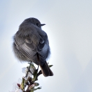 Ocells Camí de la Bleda_2