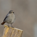 Ocells Camí de la Bleda_3