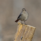 Ocells Camí de la Bleda_4