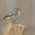 Ocells Camí de la Bleda_5