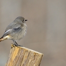 Ocells Camí de la Bleda_6