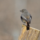 Ocells Camí de la Bleda_7