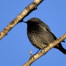 Ocells Camí de la Bleda_8