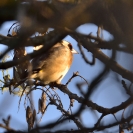 Ocells Camí de la Bleda_9