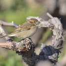 Ocells i flors a la Bleda