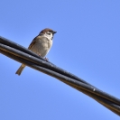 Ocells i flors a la Bleda