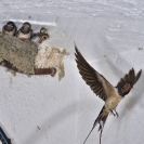 Orenetes al cel obert del pis