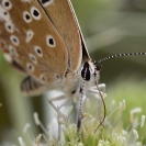 Papallones a la Bleda