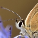 Papallones a la Bleda