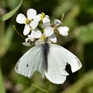 Pallones desembre 2018_1