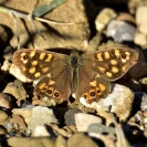 Pallones desembre 2018_1