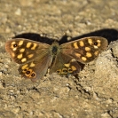 Pallones desembre 2018_2