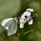 Papallones al mes de desembre