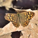 Pallones desembre 2018_3