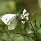 Pallones desembre 2018_3