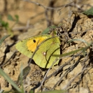 Pallones desembre 2018_4