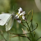 Pallones desembre 2018_4