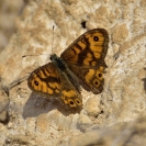 Pallones desembre 2018_5