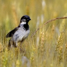 Pardal comú a l'ordi