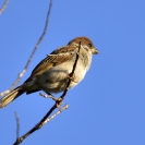 Pardal xàrrec a la Bleda