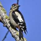 Picor garser gros 14-06-2020