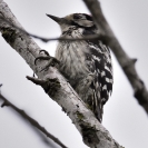 Picot garser petit 11-06-2020